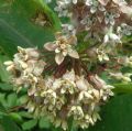 Asclepias syriaca